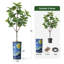 Arbre artificiel en fauve gris avec aquarelle abstraite pot de magnolia-128765741