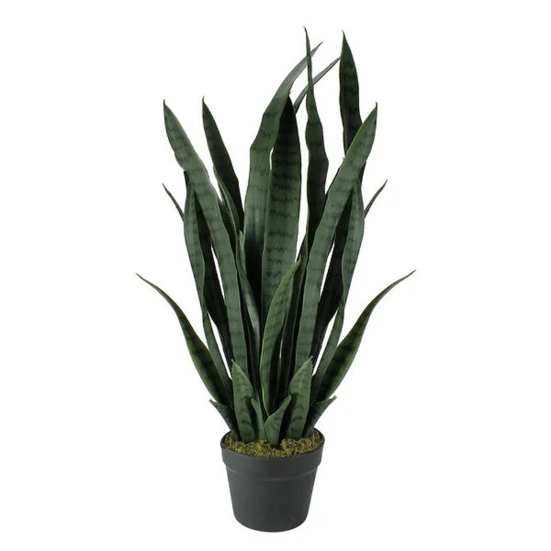 29 po Dracaena