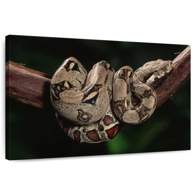 Boa Constrictor