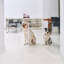 Medium Clear View Pet Crate with Silver Latch, Khaki Cushion-1329241322