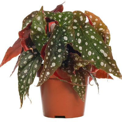 Polka Dot Begonia - Live Plant in a 4 Inch Pot - Begonia Maculata - Extremely Rare and Beautiful Indoor Houseplant - Air Purifying