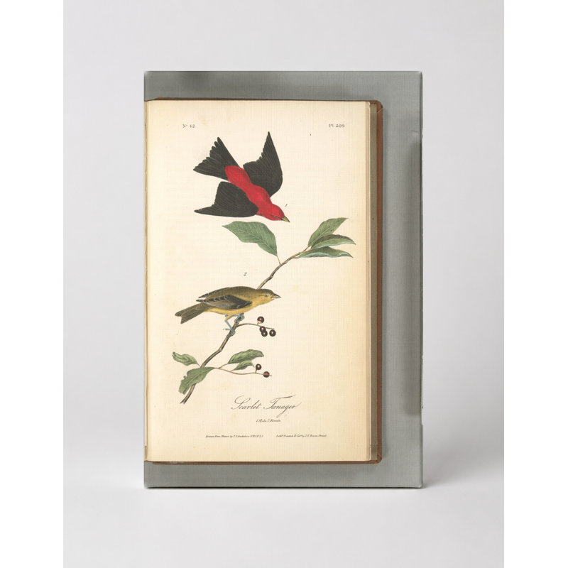 «Scarlet Tanager, Planche», art mural sur toile Portrait, 18" W x 12" H