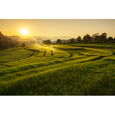 Barley Field Sunset At Samoeng Chiang Mai, Thailand by DONOT6 - Wrapped Canvas Print