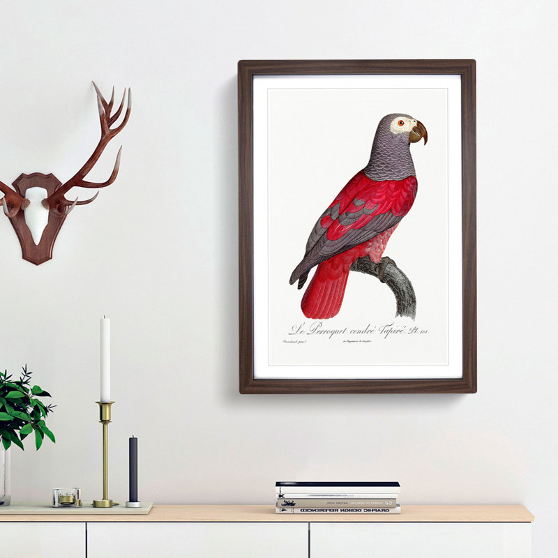 Grey Parrot by F. Levaillant - Picture Frame Painting Print, 65cm H x 48cm W x 2cm D, Walnut Framed