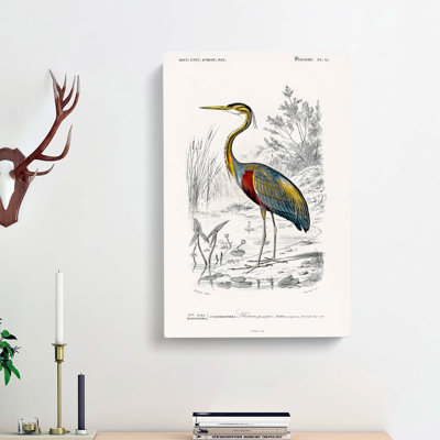 Purple Heron by Charles DOrbigny - Wrapped Canvas