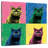 Brampt British Shorthair Pop-109205384