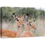East African Somalian Gerenuk Antelope Duo sur toile-93629545-93629550