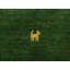Handwoven Wool Gabbeh Uni Green Rug-60831736