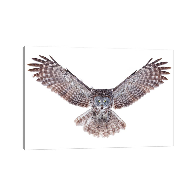 Great Grey Owl by Jim Cumming - Wrapped Canvas Print