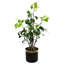 Eucalyptus Arrangement in Pot