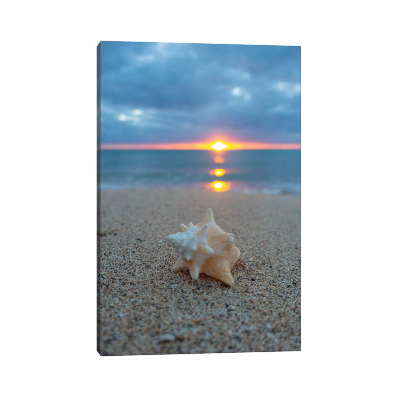 Pastel Shell Dawn Vert by Sean Davey - Print on Canvas, Wrapped Canvas, 30.48cm H x 20.32cm W x 1.91cm D