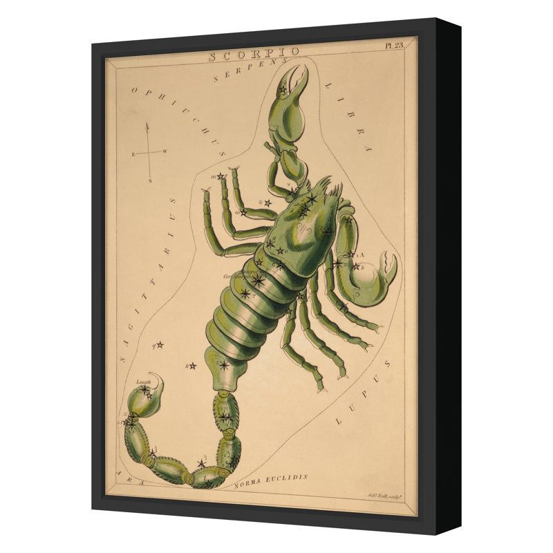 Scorpion par Grand archives - Reproduction d'un seul cadre photo sur papier, Cadre noir, H 32 po x l 23 po