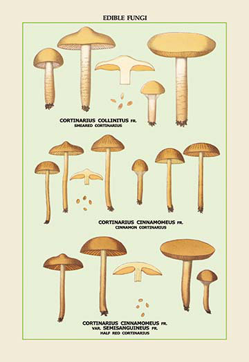 Champignons comestibles : demi-rouge cortinarius, impression, H 66 po x l 44 po x P 1,5 po