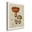 Mushroom Variétés I - Ensemble de 4 reproductions d'art sur toile encadrées-1152848764-1152848767