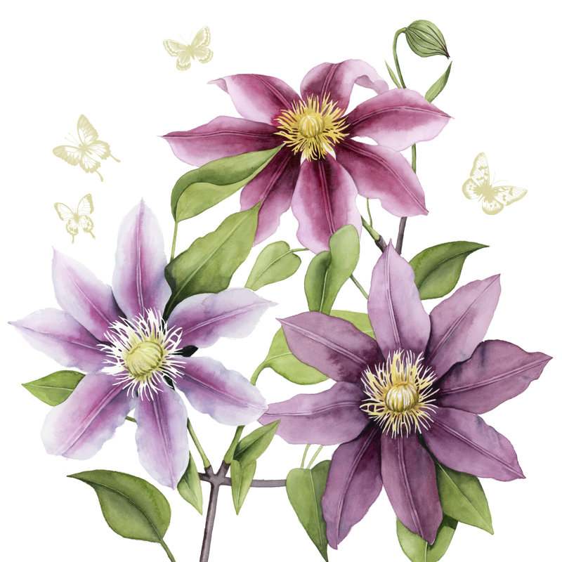 Clematis Climb II, H 36 po x l 36 po x P 1,25 po