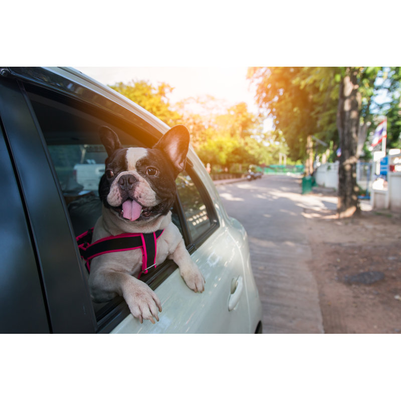 A French Bulldog Is Looking Outside The Car by Pnsam - Wrapped Canvas Print, 30.48cm H x 45.72cm W