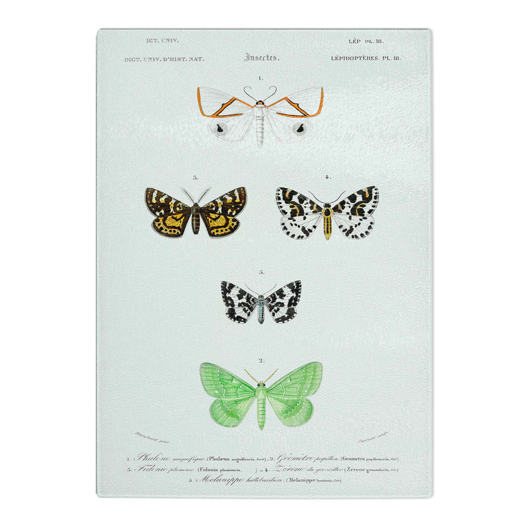 Tempered Glass Moth Illustrations PL. 18 by Charles D' Orbigny Chopping Board