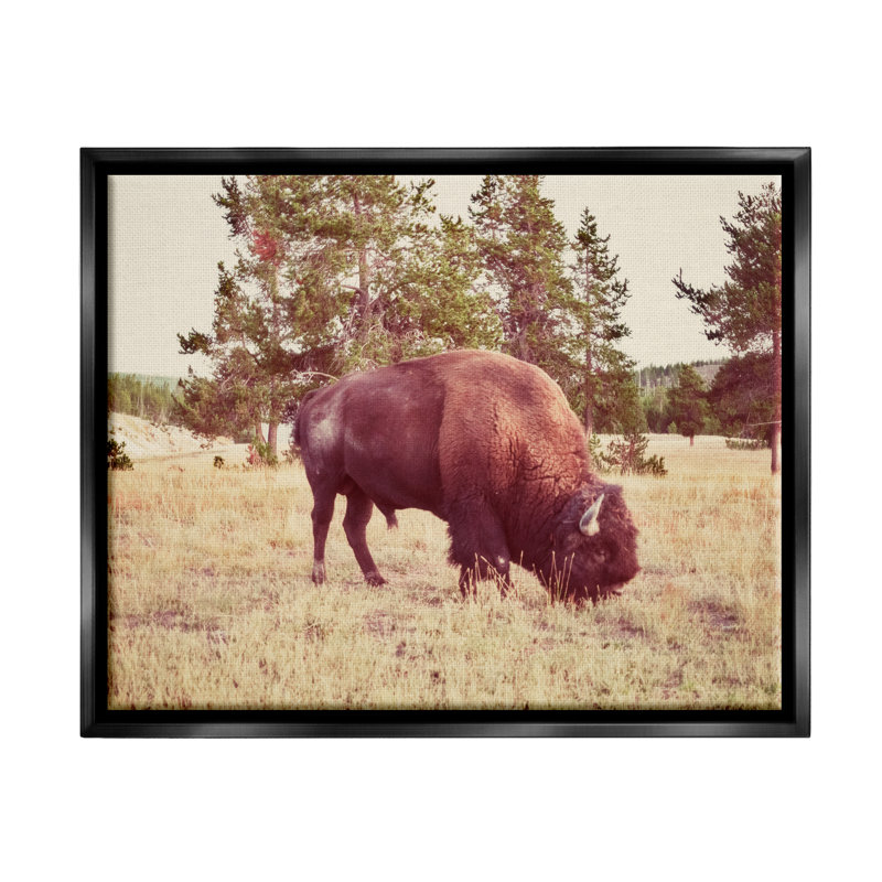 Paysage de nature sauvage de bison sauvage - photographie, H 17 po x l 21 po x P 1,7 po, Cadre flottant noir de jais
