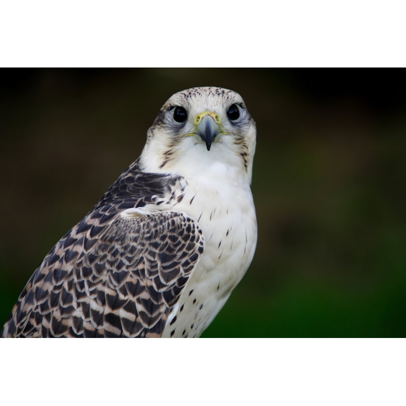 Multicoloured Gyrfalcon by Imv - No Frame Print on Canvas, 30cm H x 46cm W