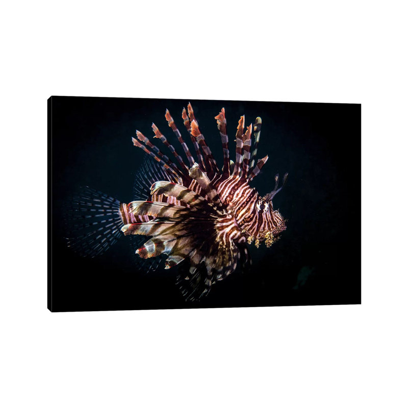 A Lionfish Portrait, Anilao, Philippines 1 Piece Wrapped Canvas Wall Art, 20.32 cm H x 30.48 cm W