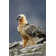 Millwood Pines Bearded Vulture by - Print - Wayfair Canada