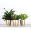 Plant in Pot-898924731