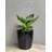 Bamboo Blooms 7" Round Sage Green Self-Watering Indoor/Outdoor Bamboo Plant Pot Oddie
