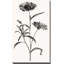«Slender Imperial» par Kelly Donovan - impression-1132883118-1132883092