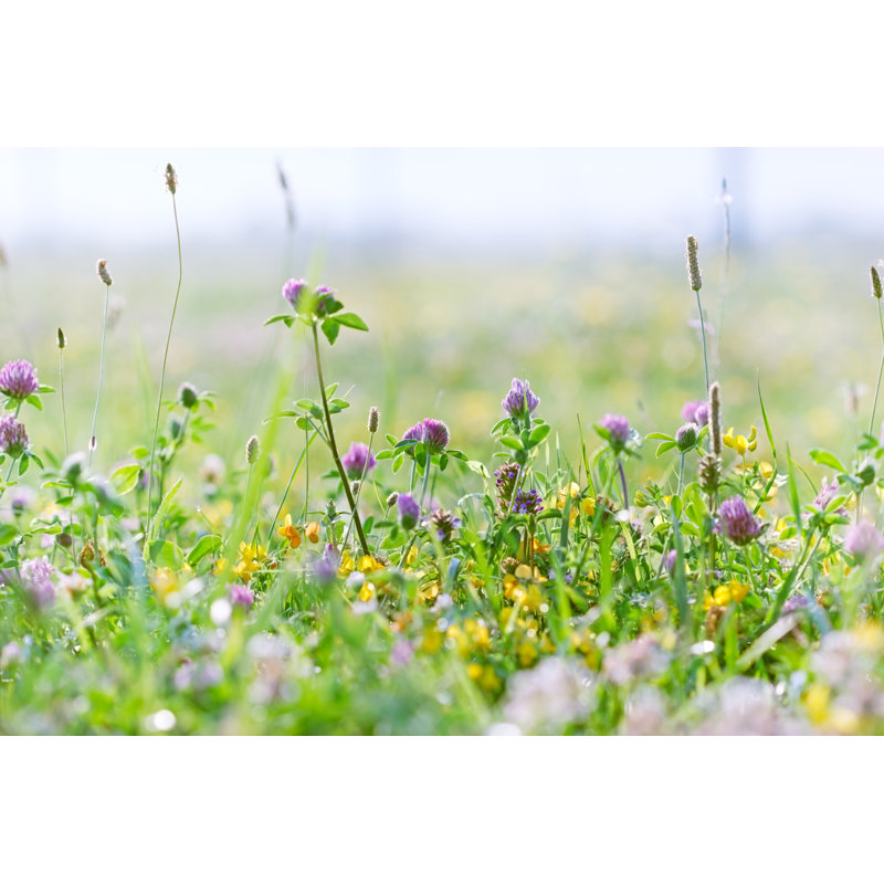 «Flowering Clover» par Photoiris2021 - Photographie de toile tendue, H 8 po x l 12 po
