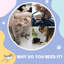 Cat Tunnel Cat Play Tube for Indoor Kittens Puppies Rabbits