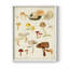 Reproduction encadrée de champignon Mushroom Species-257848241-257848240