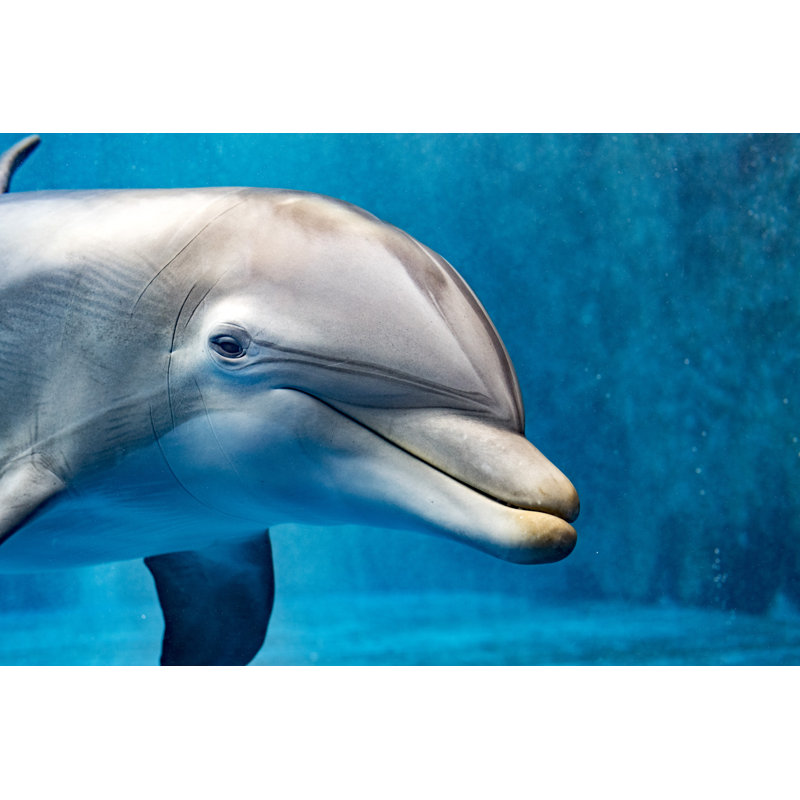 Dolphin Underwater - Wrapped Canvas Print, 61cm H x 91cm W x 3.8cm D
