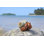 Hermit Crab - Photographie sur toile tendue