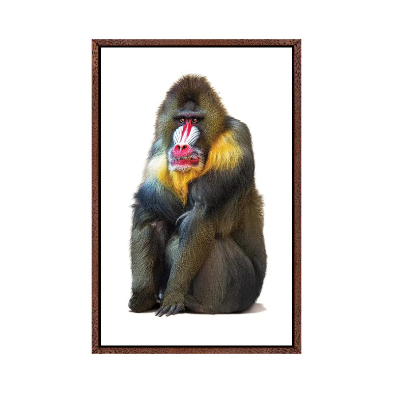 Mandrill Baboon Isolated On White by Susan Richey - Floater Frame Gallery-Wrapped Canvas Giclée on Canvas, Brown