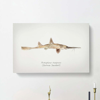 Illustration Of A Shortnose Sawshark by F.E. Clarke - Wrapped Canvas Painting