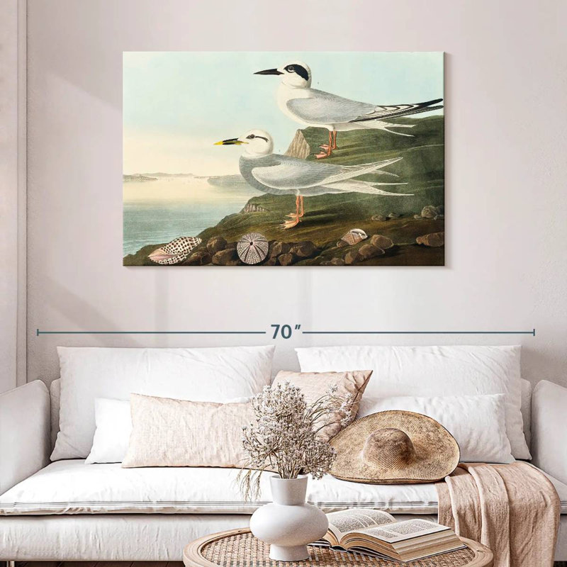 Brampt Havell's Tern And Trudeau's Tern, 30" H x 45" W