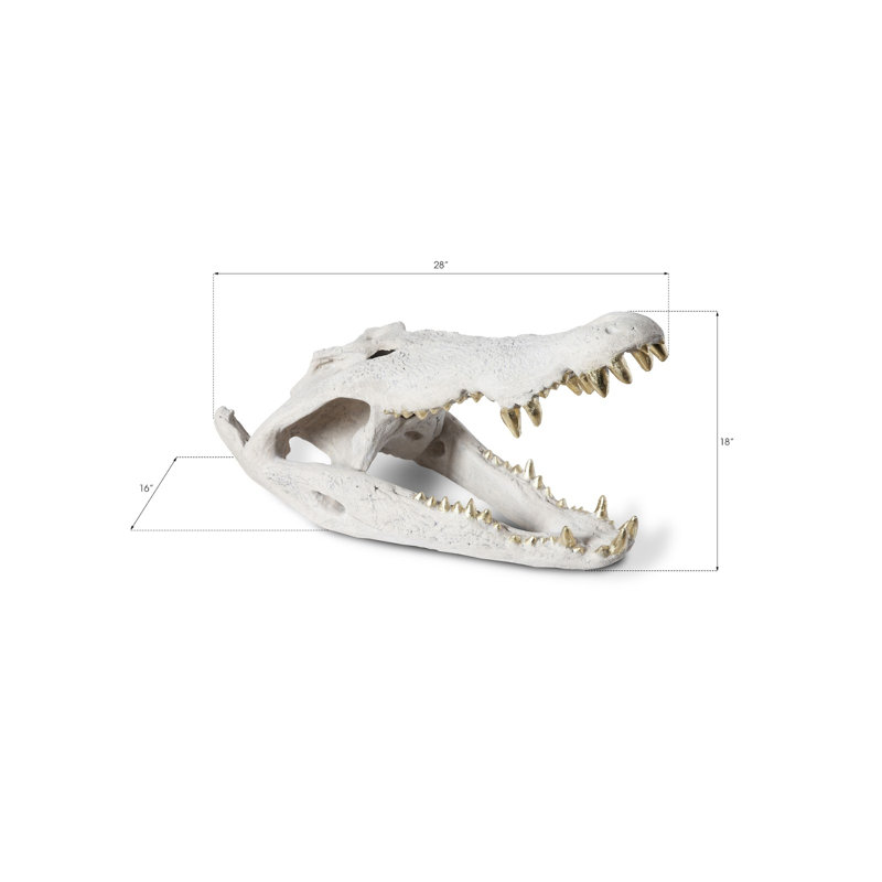 Crocodile Skull