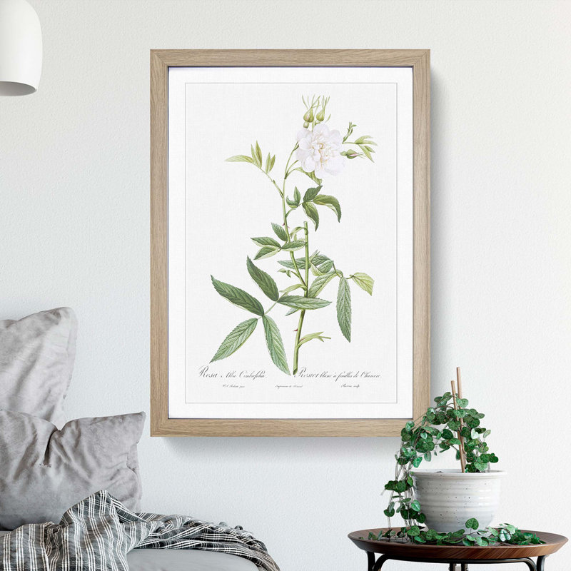 White Roses of York by Pierre-Joseph Redoute - Framed Print, Oak Framed, 36cm H x 27cm W x 2cm D