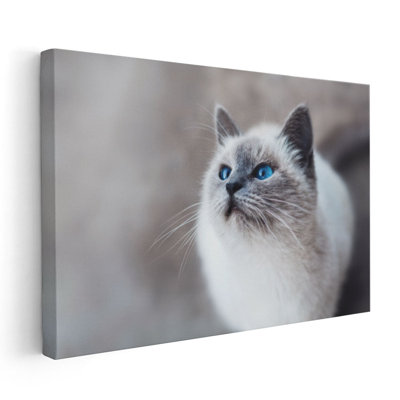 White Ragdoll Cat - Canvas Print Wall Art
