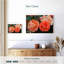 Roses hybrides orange Harnek-107687383