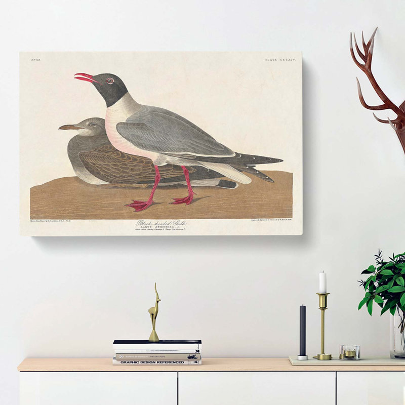Black-Headed Gull by John James Audubon - Wrapped Canvas, 35cm H x 50cm W x 3cm D