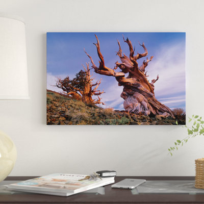 «Foxtail Pine Tree, Methuselah, White Mountains, Inyo National Forest, California» par Tim Fitzharris - reproduction d'art sur toile tendue