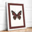 Burgundy Butterfly Study Botanical - Framed Print-472948311-472948313