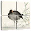 Brampt Moorhen-109144372