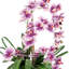 Orchid Arrangement in Pot