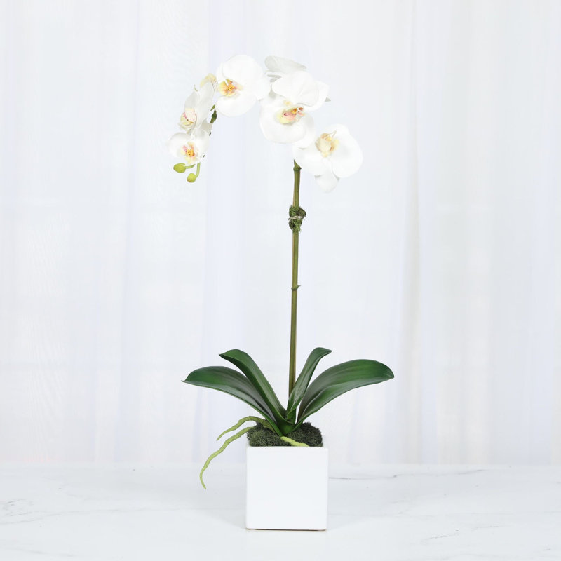 Arrangement d'orchidées dans un vase, Blanc, Blanc