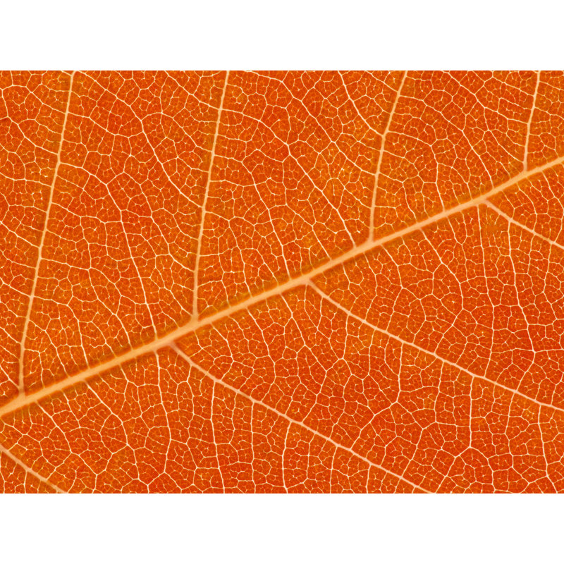Autumn Leaf Print by Philippe Monthoux, 24" H x 32" W, Black Framed Canvas