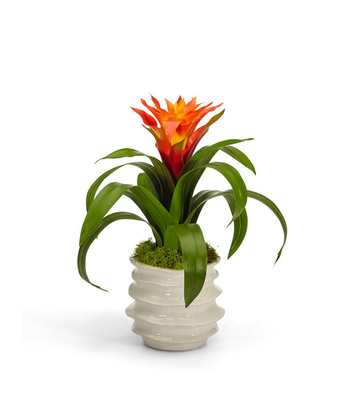 Bromeliad Floral Arrangement in Pot, Orange