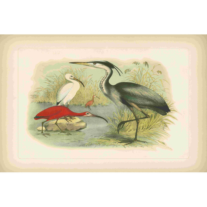 Heron et ibis Pl. Lxxx (ae), H 32 po x l 48 po
