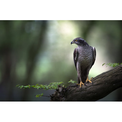 Goshawk by Igor Krapar - Wrapped Canvas Print